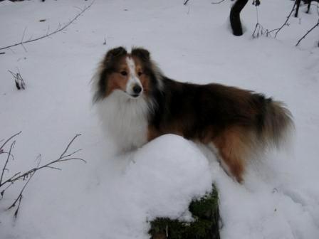 Zima 2010 023.JPG