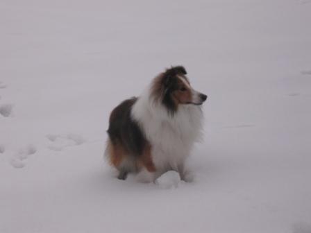 Zima 2010 042.JPG