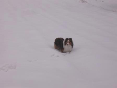 Zima 2010 059.JPG