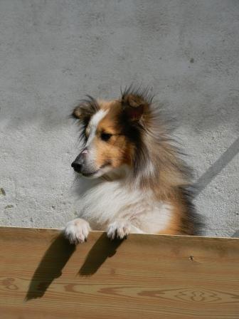387 – kopie